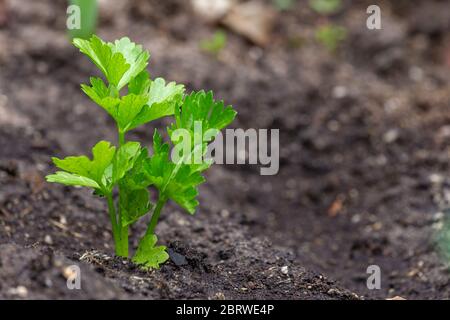 Small celeriac seedling also called celery root or knob celery in the vegetable garden Stock Photo