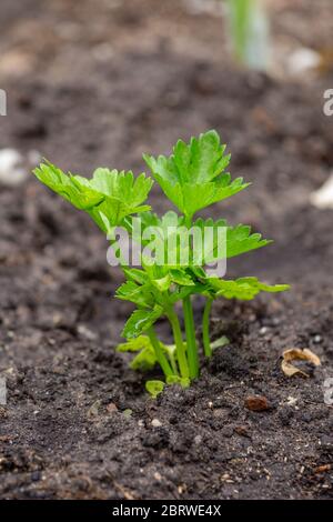 Small celeriac seedling also called celery root or knob celery in the vegetable garden Stock Photo