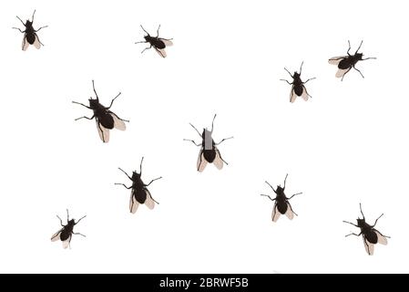 Flies isolated on white background, abstract pattern with fly. Black fly silhouette on white. Stock Photo