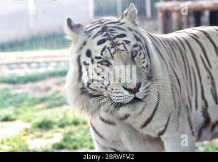 White tiger Panthera tigris big cat predator. Eskiltuna zoo, Sweden Stock Photo