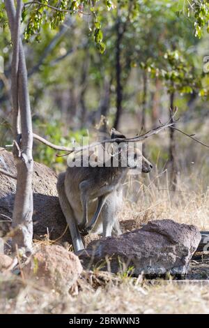 An adult female, eastern grey kangaroo standing in a rocky outcrop under a tree beside an Australian outback waterhole waiting to quench her thirst. Stock Photo
