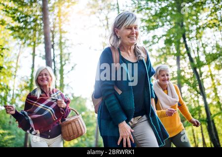 Senior women friends walking outdoors in forest. Stock Photo