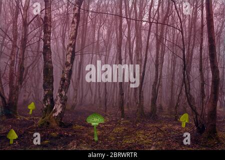 This fantasy, spooky, misty wood image is based on an apparently unnamed birch wood close to Tal-y-Cae (Tregarth) in the foothills of Snowdonia. Stock Photo