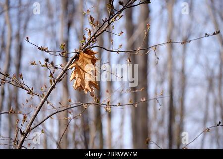 A dead oak leaf hanging on a leafless branch at end of winter against forest background Stock Photo