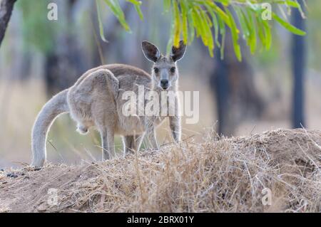 A young female Eastern grey kangaroo at Undarra, outback Australia crouches atop a grassy hillock in the open savannah woodland framed by gum leaves.