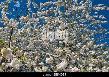 White apple blossom on a tree in spring, taken on a sunny day with a clear blue sky. Stock Photo
