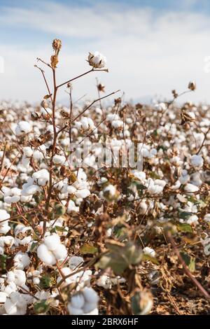 Cotton plant ready for harvesting in a field in Komotini, Greece Stock Photo