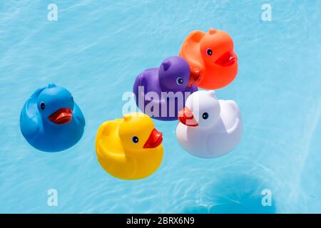 Five colourful rubber ducks, a family of ducks, yellow, blue, purple and orange, swimming in the water in a paddling pool Stock Photo