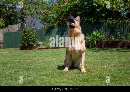 German Shepherd Alsatian Dog looking up with tongue hanging out Stock Photo