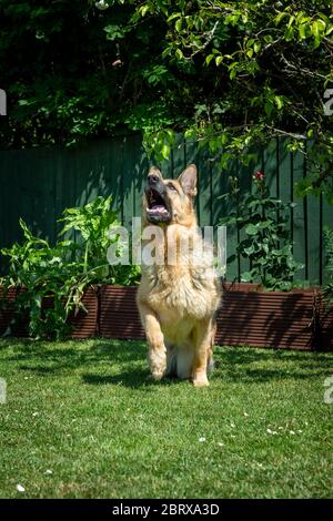 German Shepherd Alsatian Dog running and playing Stock Photo