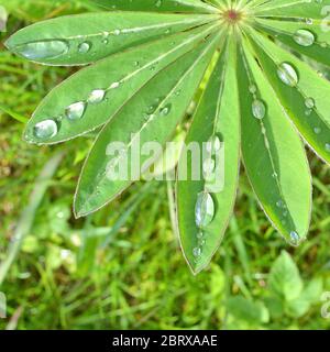 Rain drops on green leaf of Lupinus Stock Photo