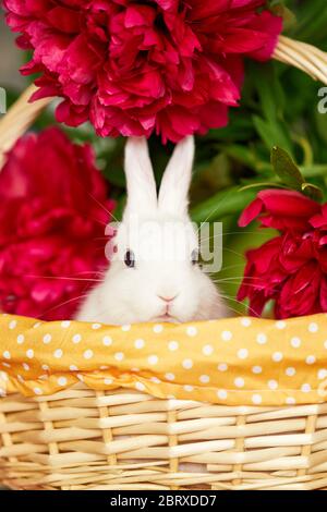 Little cute white rabbit in basket with spring flowers Stock Photo