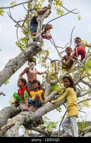 Children playing in a tree on Malenge island, Togean islands, Sulawesi, Indonesia Stock Photo