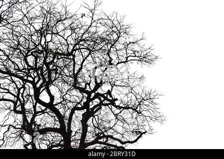 Silhouette of a leafless tree isolated on white background. Stock Photo