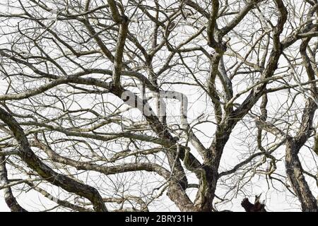 Dry tree branch isolated on white background. Stock Photo