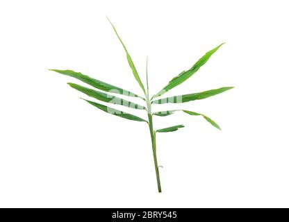Green leaves of ginger isolated on white background. Object with clipping path. Stock Photo