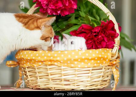 Domestic Friendship pets. Little cute white rabbit and redhead cat in basket with spring flowers Stock Photo