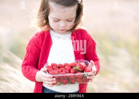 Cute little kid girl 2-3 year old picking up ripe strawberry standing in meadow close up. Childhood. Selective focus. Summer time. Stock Photo