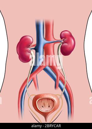Anatomical drawing of the urinary sistem. Digital illustration. Stock Photo