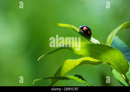 Close up of a twice-stabbed ladybug sitting on a leaf. Natural scene on green color, with copyspace on the left side.