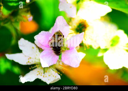 bee on blackberry flower Stock Photo