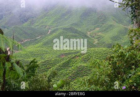 Tea plantations in Cameron Highlands, Malaysia Stock Photo