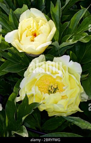 Peony 'Bartzella' - Itoh Peony Stock Photo