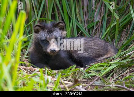 Young Raccoon dog (Nyctereutes procyonoides) or mangut lays with lifted head in the grass couch in thick bush Stock Photo