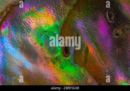 Natural abstract nacre shell colors, background texture Stock Photo