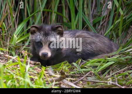 Raccoon dog (Nyctereutes procyonoides) or mangut laying on the grass bed in thick reeds Stock Photo