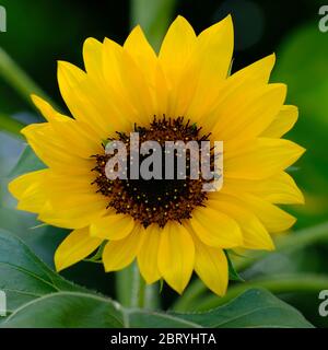 Kathmandu Nepal - Garden of Dreams Yellow Common Sunflower Helianthus annuus Stock Photo
