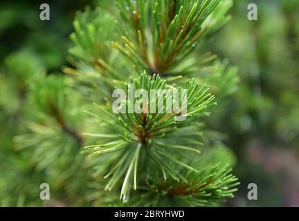 Green leaflets like a small needles on a mountain pine branch Stock Photo