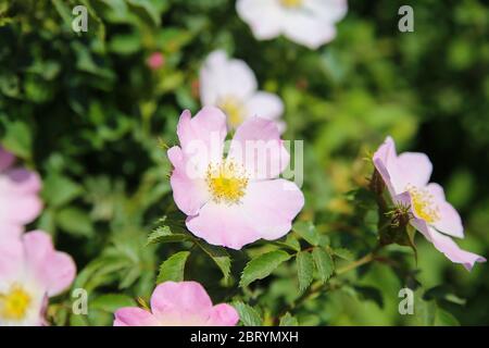 Close up of isolated pink flower head of climbing rose (rosa setigera), green blurred background - Netherlands (focus on center) Stock Photo