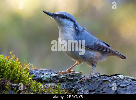 Adult Eurasian nuthatch (sitta europaea)  stands straight on an old tree mossy bark  in dark forest near a water pond Stock Photo