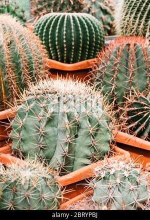 Different kinds of cacti in a greenhouse. Stock Photo