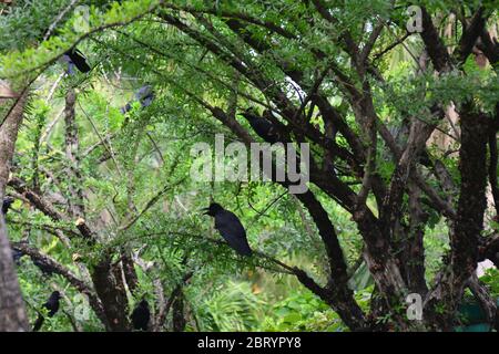 jungle crow, large-billed crow, thick-billed crow on tree Stock Photo