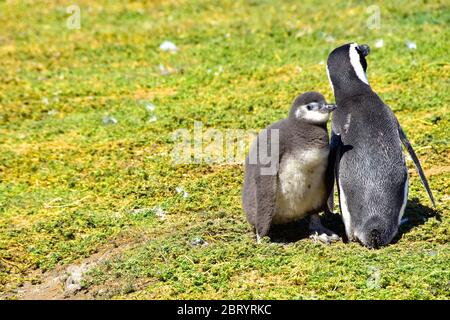 A young Magellanic Penguin and an adult turned away from the camera. Photo was taken on Magdalena Island, Chile, near Punta Arenas. Stock Photo