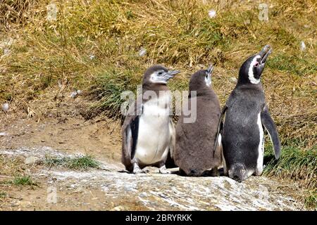 Two chicks and an adult Magellanic Penguins looking away from the camera. The photo was taken on Magdalena Island, near Punta Arenas, Chile Stock Photo