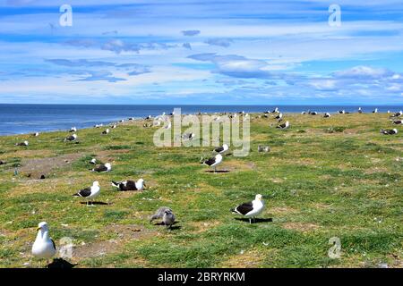 Adult Kelp Gulls and chicks at the rookery on Magdalena Island, Chile. Stock Photo