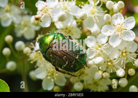 Bournemouth, Dorset UK. 22nd May 2020. UK weather: busy insects in the garden feeding on flowers during sunny intervals - Rose Chafer beetle, Cetonia Aurata, on Pyracantha blossom flowers flower. Credit: Carolyn Jenkins/Alamy Live News