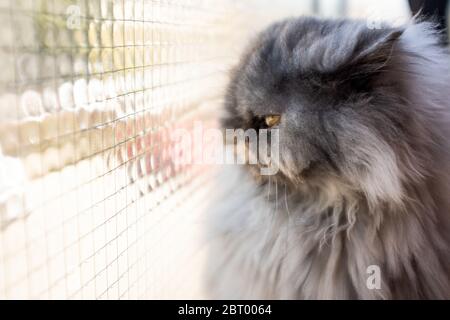 Close up of fluffy grey Persian cat sitting by a window. Stock Photo