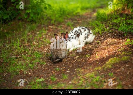 A pair of rabbits cuddle in a path in t he forest Stock Photo