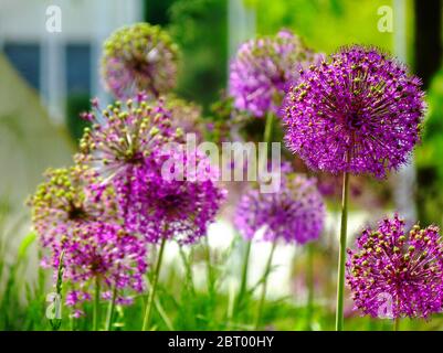 Giant Allium. common name onion flower in the foreground. blurred white window and gray exterior detail background. selective focus. gardening concept Stock Photo