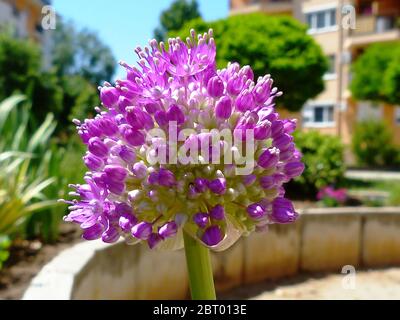 purple sphere Giant Allium. common name onion flower in the foreground. blurred white window and gray exterior detail background. selective focus Stock Photo