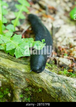Black snail found near Kupa source in Croatia Europe Stock Photo