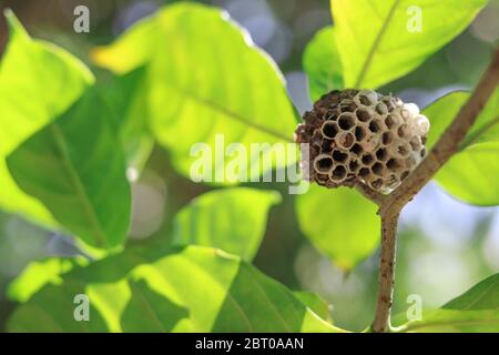 Wasps' nest on the branches of the tree. Stock Photo