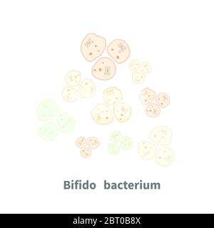 Bifidobacterium probiotics on white Stock Vector
