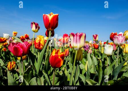 Grevenbroich, North Rhine-Westphalia, Germany - Colourful tulips bloom on a tulip field in front of a blue sky. Grevenbroich, Nordrhein-Westfalen, Deu Stock Photo