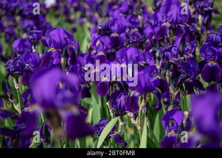 A field of dark blue iris flowers (iridaceae) with blurry foreground and background Stock Photo