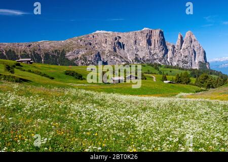 Schlern from Alpe di Siusi, Italy Stock Photo